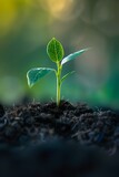 Seedling Sprouting from Earth Representing Organic Growth and Sustainability