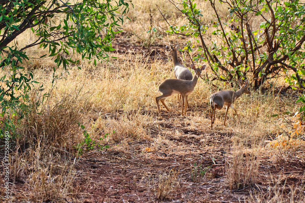 A Trio of Dikdik antelopes playing in the bush in the twilight hours at the Buffalo Springs Reserve in Samburu County, Kenya A Trio of Dikdik antelopes playing in the bush in the twilight hours at the Buffalo Springs Reserve in Samburu County, Kenya