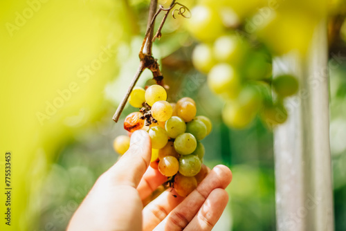 portrait of grapes with blurred background of leaves photo