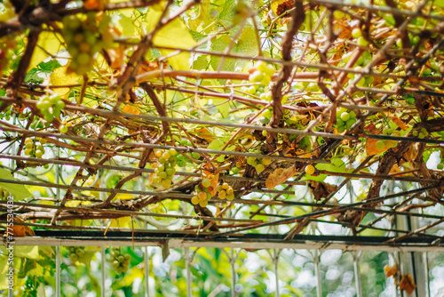 grape plant with trailing leaves photo