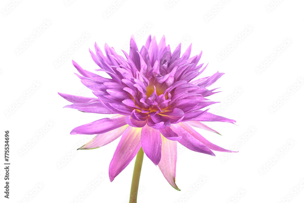 Close-up of beautiful blooming pink lotus flowers isolated on a white background.