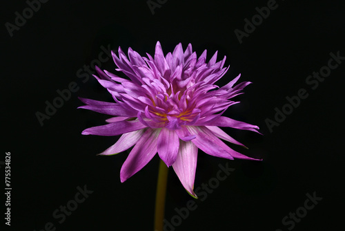 Close-up of pink waterlily blooming on a black background