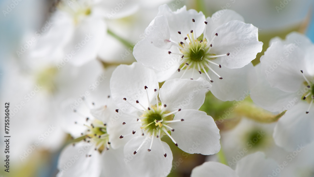 closeup of pear blossoming flowers. Spring flowers bloom. 