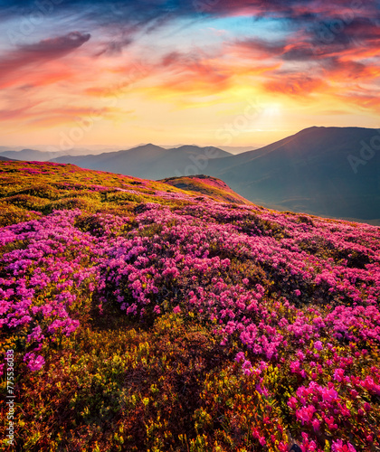 Spectacular sunrise on Chornogora mountain range. Blooming pink rhododendron flowers on Carpathian hills. Beauty of nature concept background.