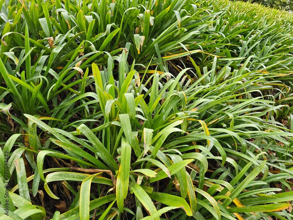 A Large Group of Green Plants in a Field A Large Group of Green Plants in a Field