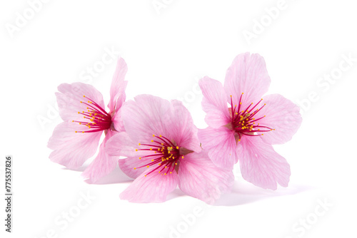 Peach blossom petals isolated on white background.