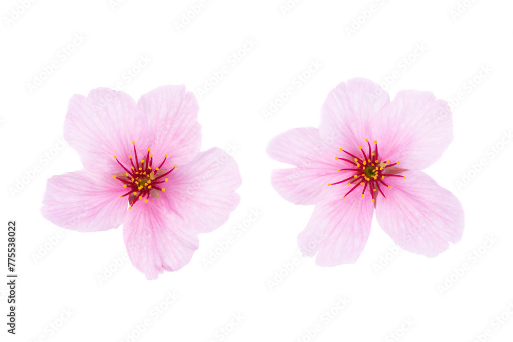 Peach blossom petals isolated on white background. Peach blossom petals isolated on white background.