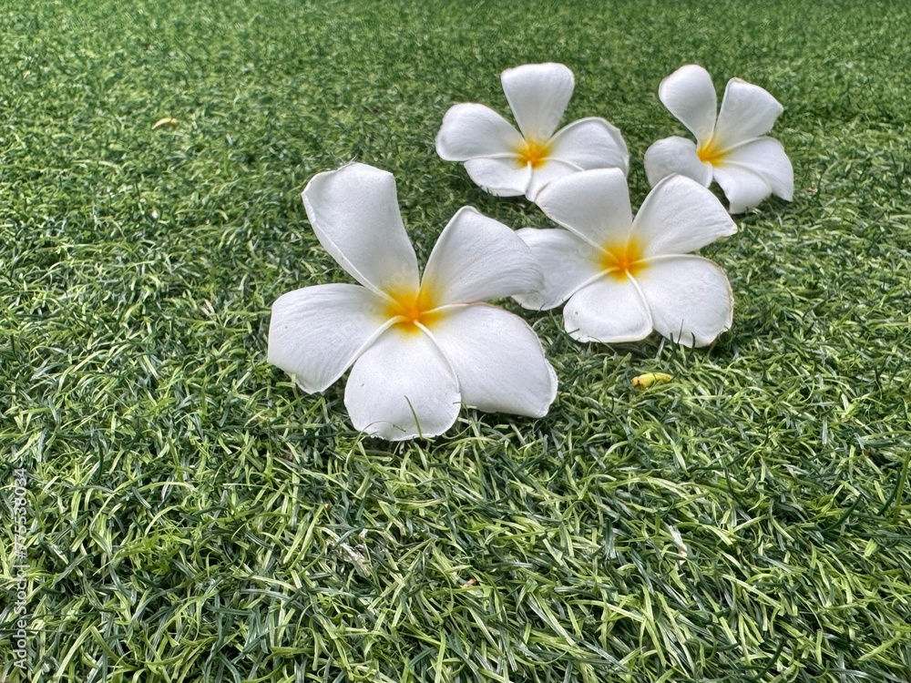 Fototapeta premium The image captures the serene beauty of a white frangipani flower resting on lush green grass, evoking a sense of peace and tropical elegance