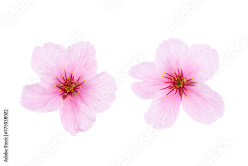 Peach blossom petals isolated on white background.