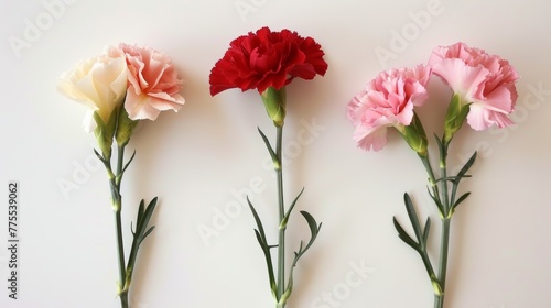 Different colored carnations (pink for love, red for admiration)
