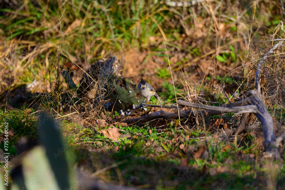 Black Crested Titmouse near Mason Texas.