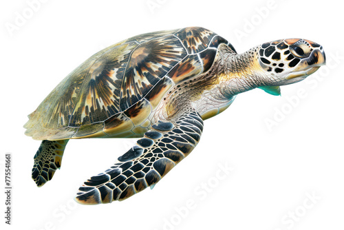 sea turtle swimming in the sea, Isolated on a transparent background.