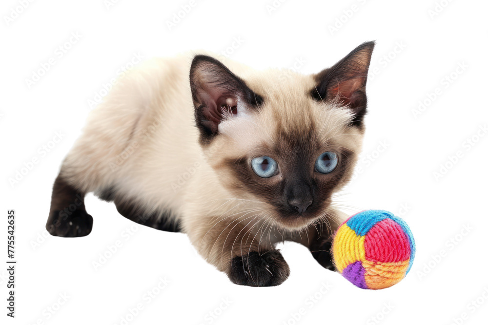 Siamese cat playing with a toy, Isolated on a transparent background.