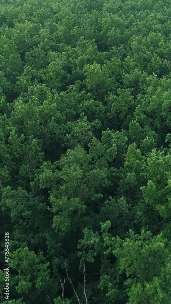 Vertical aerial forest shot nature scenery green Vertical aerial forest shot nature scenery green