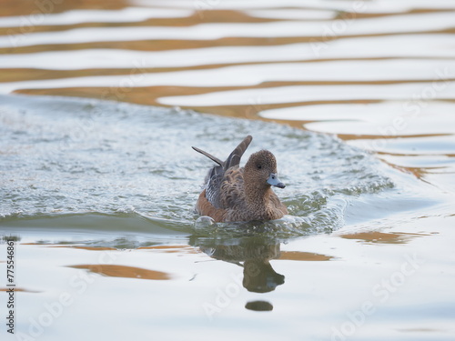 水面に浮かぶ水鳥
