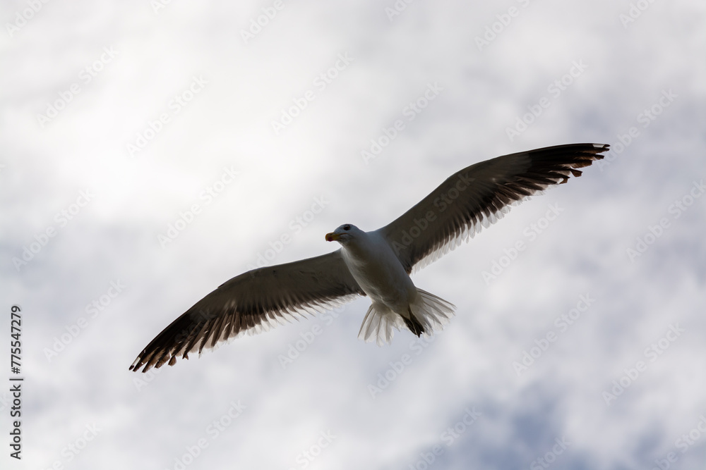 Gaviota Dominicana (Larus dominicanus) en pleno vuelo Gaviota Dominicana (Larus dominicanus) en pleno vuelo