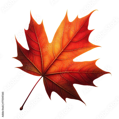 Autumn leaf  nature