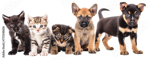 "Furry Friends: Kittens and Puppies on White Background"