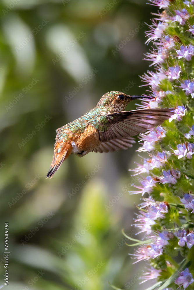 Closeup of a flying hummingbird Closeup of a flying hummingbird