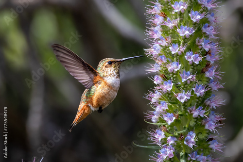 Closeup of a flying hummingbird 