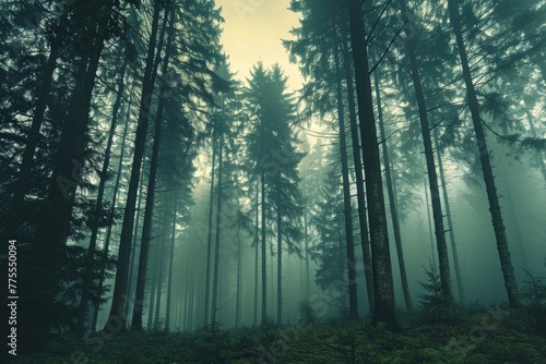 A forest with tall trees in the fog. Generative AI.