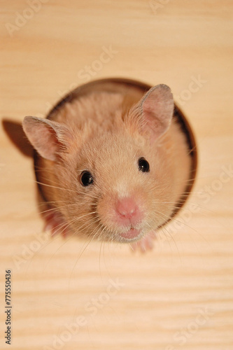Golden hamsters is peeking out from his wooden house