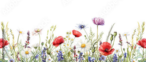 Watercolor meadow of wildflowers and grasses with red poppies and daisies in the style of seamless pattern illustration on a white background