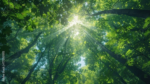 Sun s Rays Gleaming Through Verdant Treetops