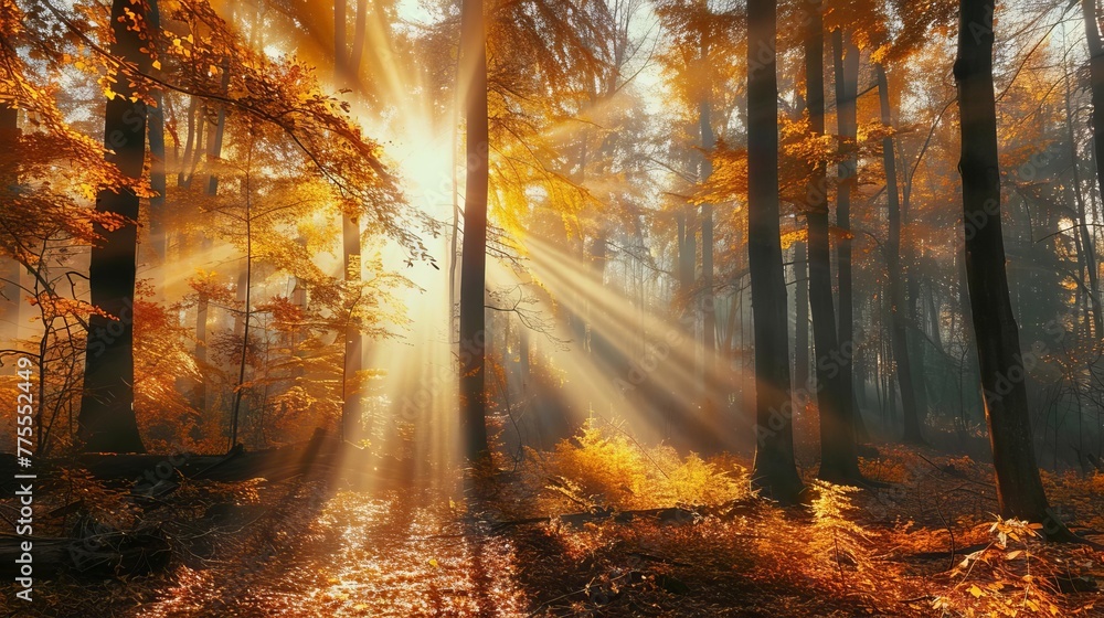 Enchanting autumn forest with sun beams filtering through trees, nature photography