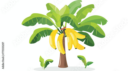 Illustration of banana tree on a white background 2