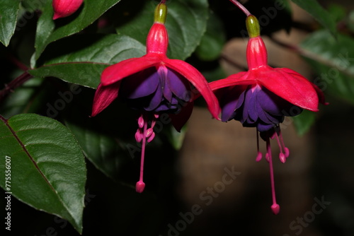 Fuchsia hybrids are cultivated varieties of the Fuchsia plant, which belong to the Onagraceae family. |灯笼花 photo