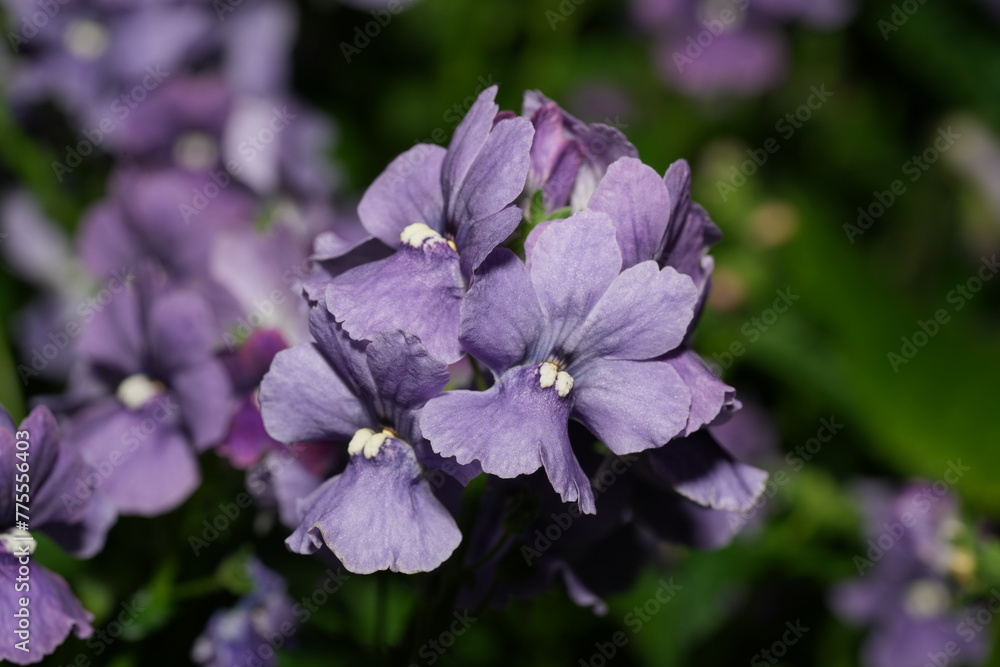 Nemesia plants are herbaceous annuals or perennials with delicate, elongated leaves. The flowers are tubular in shape and arranged in clusters at the end of stems.|龍面花屬 Nemesia plants are herbaceous annuals or perennials with delicate, elongated leaves. The flowers are tubular in shape and arranged in clusters at the end of stems.|龍面花屬