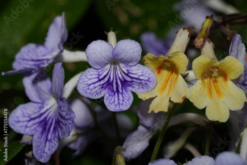 Cape Primrose, scientifically known as Streptocarpus, is a genus of flowering plants in the Gesneriaceae family. 'Bethan' is a specific cultivar of Streptocarpus. photo