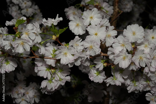 Prunus yedoensis, commonly known as Yoshino cherry or Somei Yoshino, is a species of cherry tree native to Japan. |东京樱花 photo