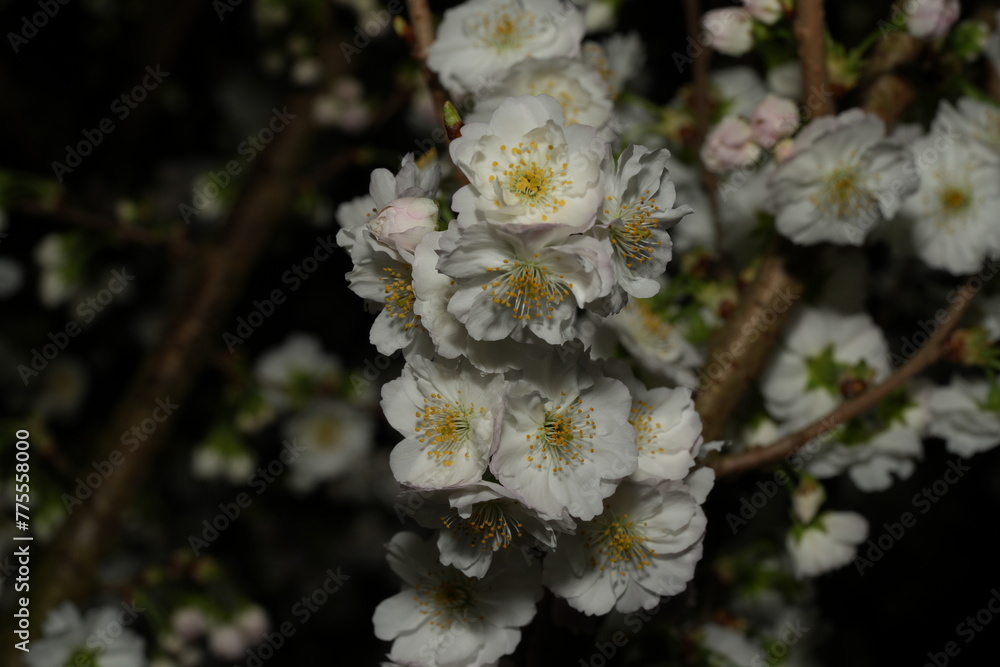 Prunus yedoensis, commonly known as Yoshino cherry or Somei Yoshino, is ...