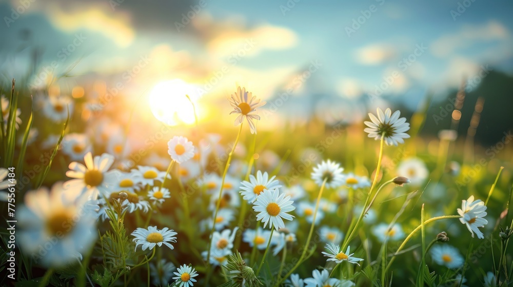 Beautiful spring and summer natural landscape with blooming field of daisies in the grass in the hilly countryside