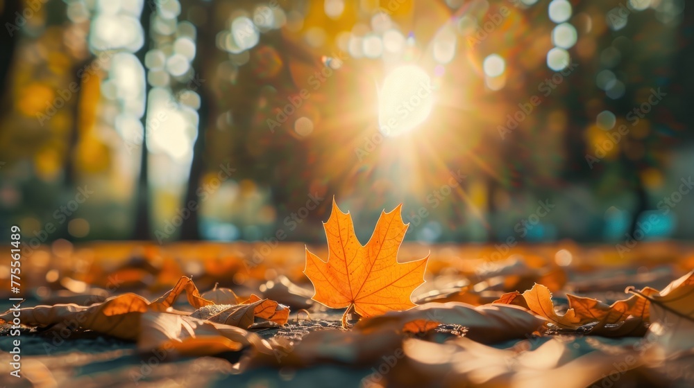 An orange and golden autumn leaf against a blurry park in sunlight with beautiful bokeh