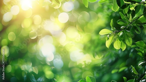 Nature s defocused spring and summer background with lush foliage and bokeh