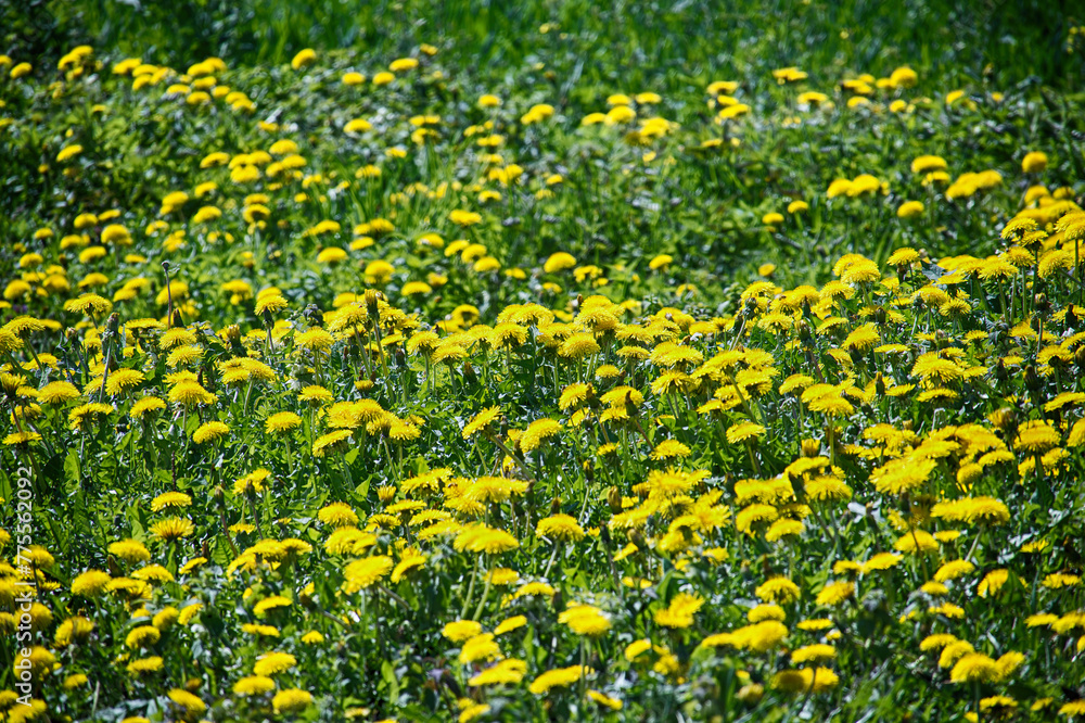 Fototapeta premium Meadow teeming with yellow dandelions amidst green grass