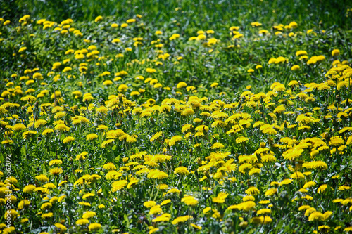 Meadow teeming with yellow dandelions amidst green grass