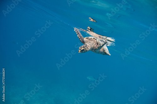 Fototapeta Naklejka Na Ścianę i Meble -  Eretmochelys imbricata Hawksbill sea turtle swimming in blue lagoon