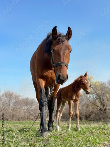 A horse and foal graze in the countryside.  Horses in nature in early spring.  © Olga