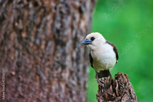 Close up of a white headed buffalo weaver at the Buffalo Springs Reserve in Samburu County, Kenya photo