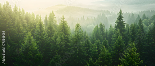 Beautiful forest background. Green mountain with pine trees and sunlight in sky