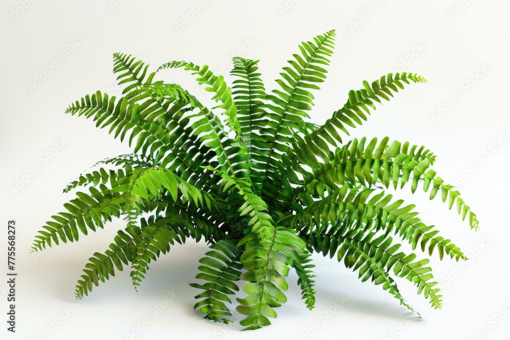 Green fern leaves on white background Green fern leaves on white background