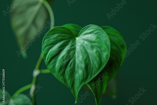 Philodendron hederaceum or Heartleaf philodendron green leaves on green background photo