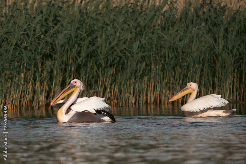 Great White Pelican (Pelecanidae) in the Danube Delta, Romania