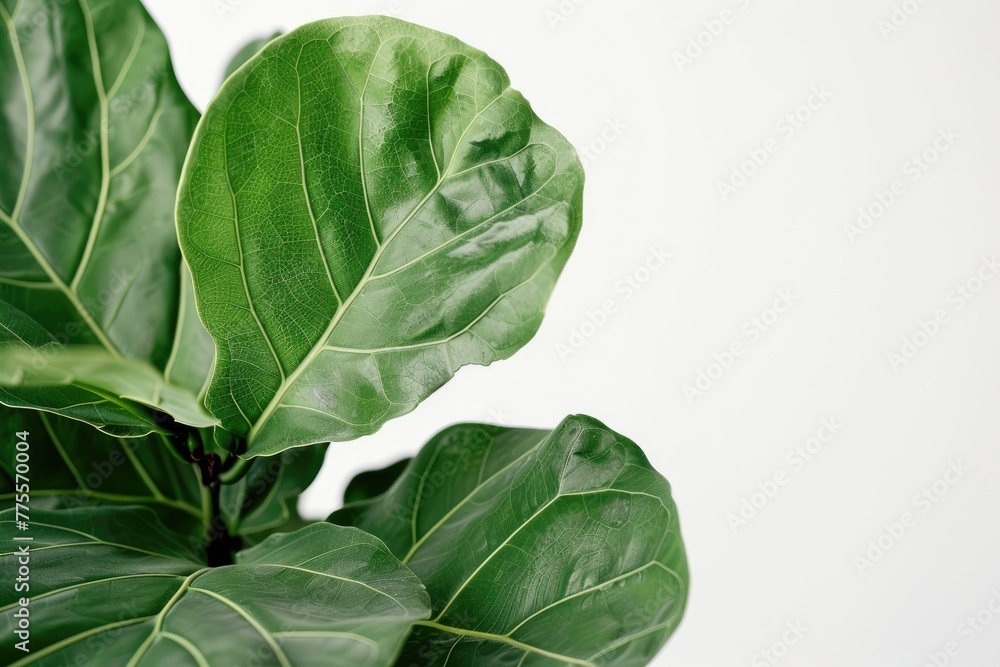 Obraz premium Fiddle Leaf Fig white leaves on white background