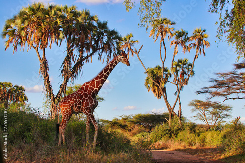 Schilderij op canvas A stately endangered Reticulated Giraffe stands tall against Doum palms, endemic