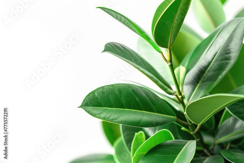 Ficus elastica or rubber plant on white background